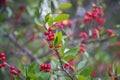 Berries of the wolf`s bast plant. Daphne mezereum. Large planks of red poisonous berries