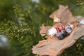 Berries on wood berries on leaves berries in forest berry forest Royalty Free Stock Photo