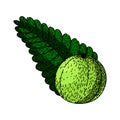 berry amla sketch hand drawn vector