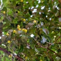 Berry apple tree fruits on a tree in Germany