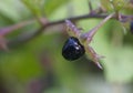 Berry atropa belladonna macro background