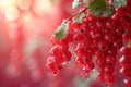 berry background red currants in bunches