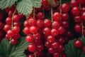 berry background red currants in bunches