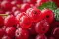 berry background red currants in bunches