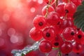 berry background red currants in bunches