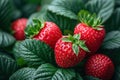 berry background ripe strawberry