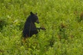 Berry bear Royalty Free Stock Photo