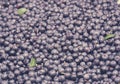 Berry bilberry background