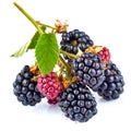 Berry blackberry on branch with green leaves. Royalty Free Stock Photo