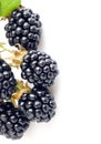 Berry blackberry with green leaf Royalty Free Stock Photo