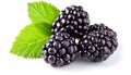 Berry blackberry with green leaf Royalty Free Stock Photo