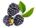 Berry blackberry with green leaves.