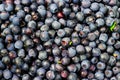Berry blueberries background. Lots of fresh I collected in the woods
