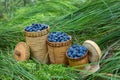 Berry Blueberries in wooden box of tuesok against forest background Royalty Free Stock Photo