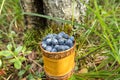 Berry Blueberries in wooden box of tuesok against forest background Royalty Free Stock Photo