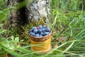 Berry Blueberries in wooden box of tuesok against forest background Royalty Free Stock Photo