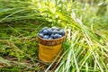 Berry Blueberries in wooden box of tuesok against forest background Royalty Free Stock Photo