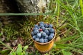 Berry Blueberries in wooden box of tuesok against forest background Royalty Free Stock Photo