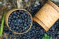 Berry Blueberries in wooden box of tuesok against forest background Royalty Free Stock Photo