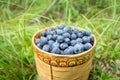 Berry Blueberries in wooden box of tuesok against forest background Royalty Free Stock Photo