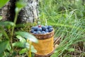 Berry Blueberries in wooden box of tuesok against forest background Royalty Free Stock Photo