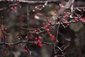 Berry on braches tree in autumn