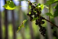 berry branch of a black currant bush with natural leaves in the countryside Royalty Free Stock Photo