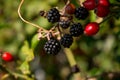 berry on the branch, warm sunny light, autumn background Royalty Free Stock Photo