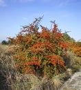 Berry bush near Evzonoi village. Greece