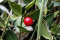 Berry of a butcher`s-broom, Ruscus aculeatus