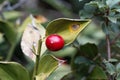 Berry of a butcher`s-broom, Ruscus aculeatus