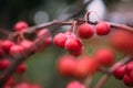 Berry cherry chinese red branch tree Royalty Free Stock Photo