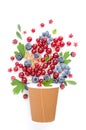 Composition - a berry fountain from a brown cup Royalty Free Stock Photo