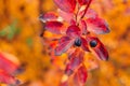Berry on cotoneaster branch on a fall bokeh background. Autumn colorful leaves of red, yellow, orange. Bearberry bush with autumn