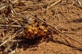 Berry covered by black ants - Formicidae