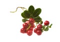 Berry cowberry