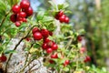 Berry cranberries and moss in the forest Royalty Free Stock Photo