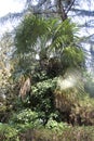 Washingtonia palm with black berries