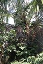 Washingtonia palm with black berries