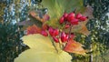 The berry of the dog rose in the early autumn