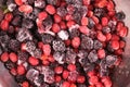 berry Elaeagnus multiflora, gumi, blackberry frozen close up, ice