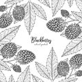 Berry engraving illustration with blackberry. Detailed frame with barberries. Hand drawn elements for invitations