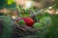 berry farm. red and green strawberries in garden.