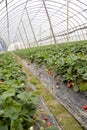 Berry field tent Royalty Free Stock Photo