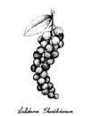 Hand Drawn of Antidesma Thwaitesianum Fruits on White Background