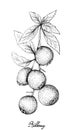 Hand Drawn of Ripe Bilberries on White Background