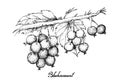 Hand Drawn of Ripe Blackcurrants on White Background Royalty Free Stock Photo