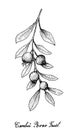 Hand Drawn of Cambui Roxo Fruits on White Background