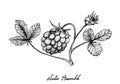 Hand Drawn of Arctic Bramble Berries on White Background