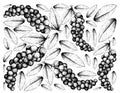 Hand Drawn Background of Antidesma Thwaitesianum Fruits